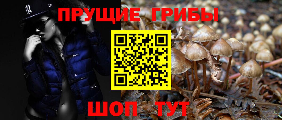 Псилоцибиновые грибы Cubensis Шатура